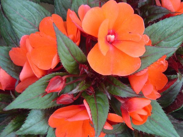 New Guinea Impatiens Harmony Colorfall Orange - View 13 from www redcrocus com