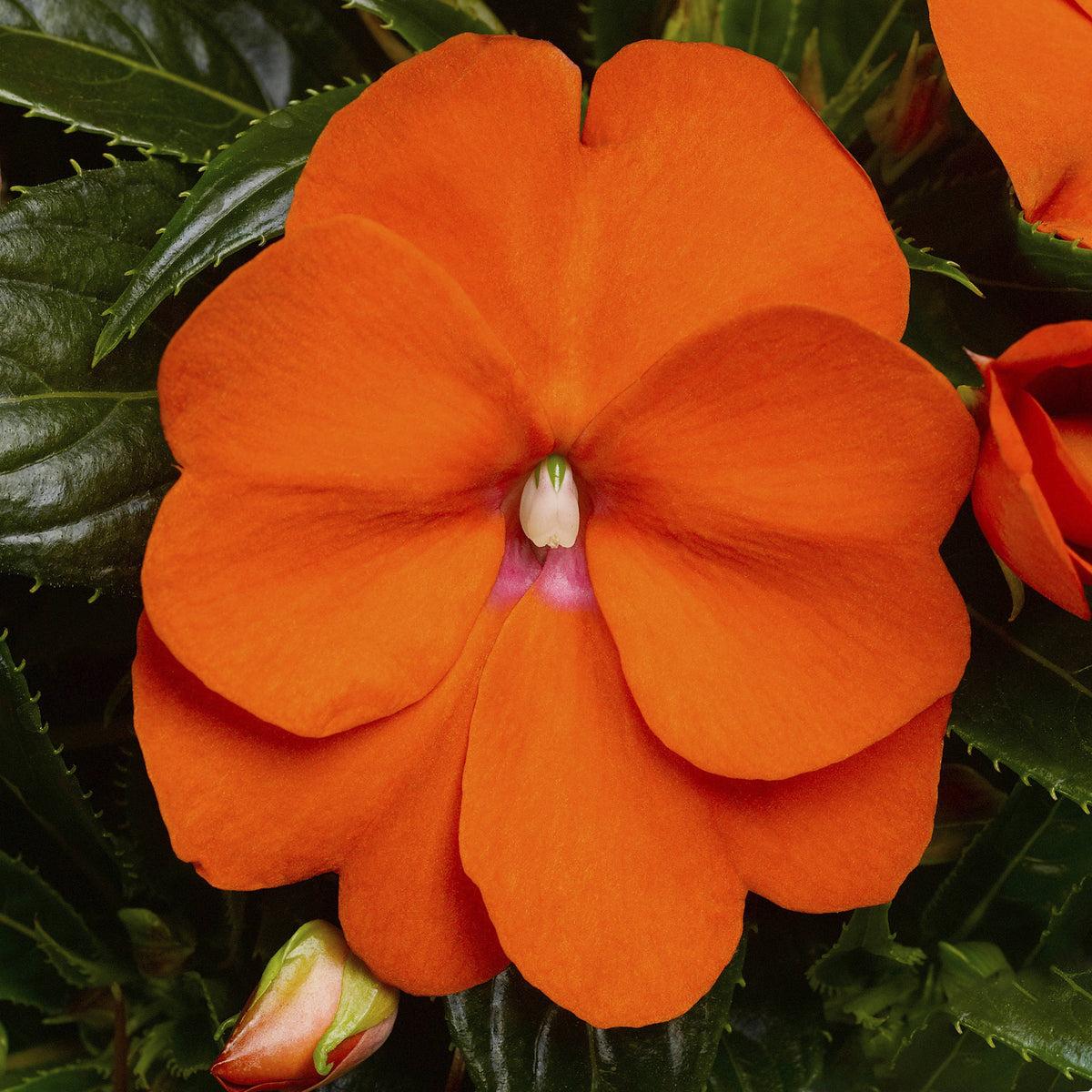 New Guinea Impatiens Harmony Colorfall Orange - View 3 from www redcrocus com