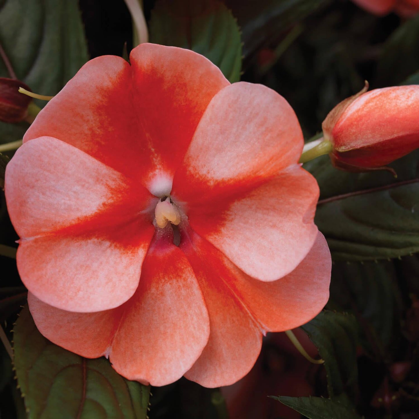 New Guinea Impatiens Harmony Colorfall Orange - View 5 from www redcrocus com