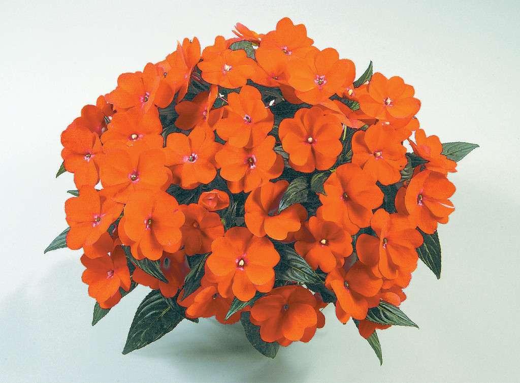 New Guinea Impatiens Harmony Colorfall Orange - View 6 from www redcrocus com