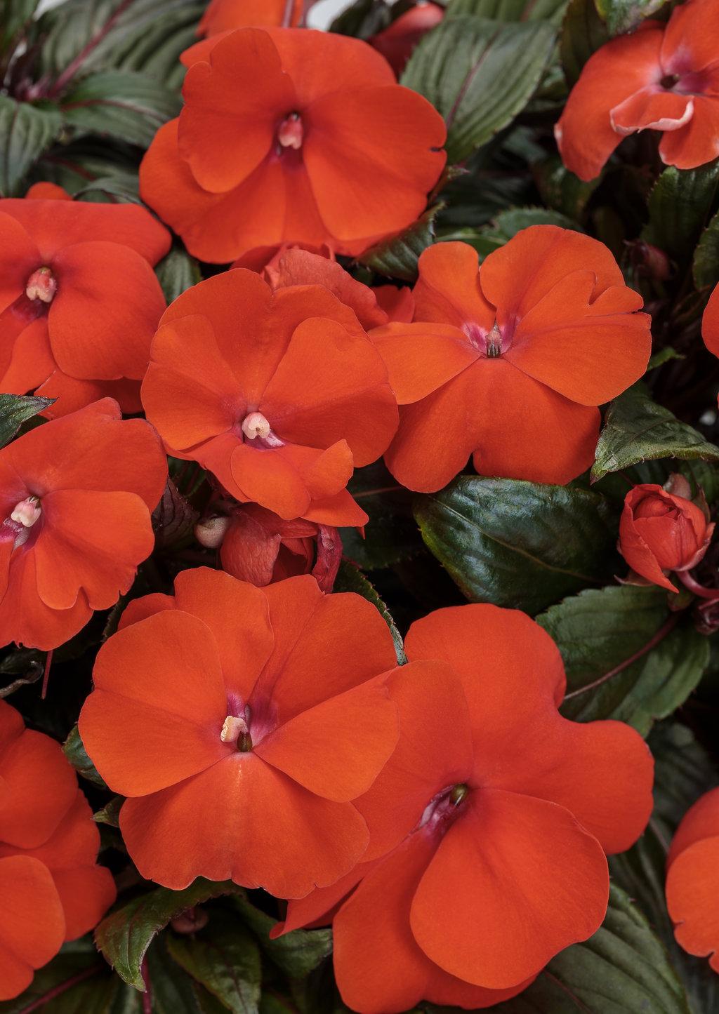 New Guinea Impatiens Harmony Colorfall Orange - View 9 from www redcrocus com