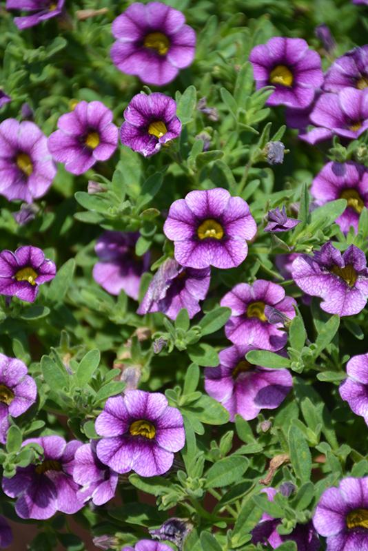 Calibrachoa 'colibri Spark Purple' - View 9 from www redcrocus com