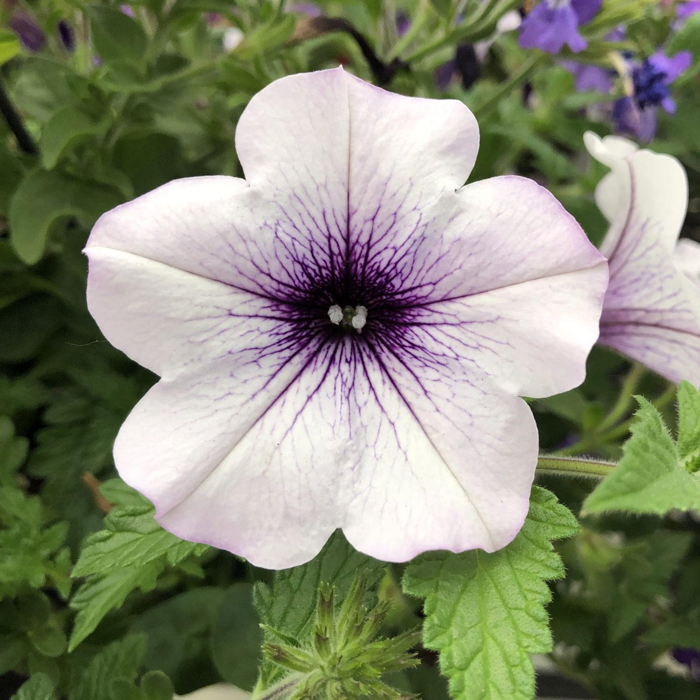 Petunia Supertunia Trailing Blue Veined - View 11 from www redcrocus com