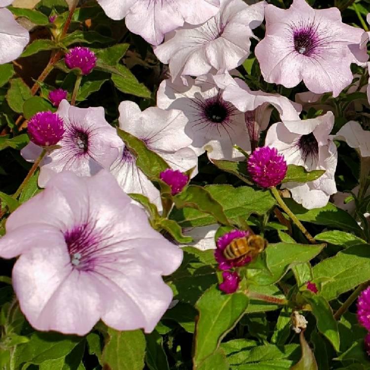 Petunia Supertunia Trailing Blue Veined - View 13 from www redcrocus com