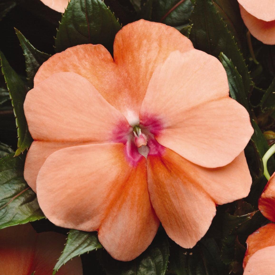 New Guinea Impatiens Celebration Icy Blue - View 11 from www redcrocus com