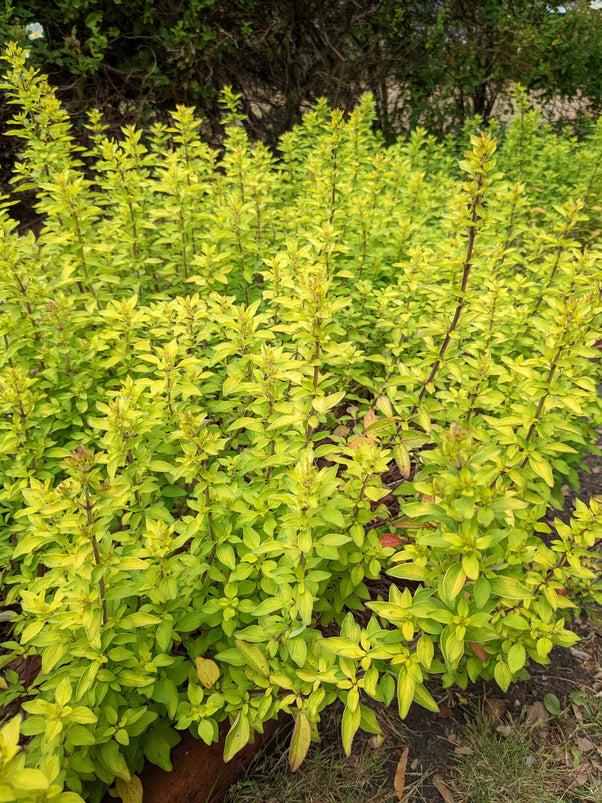 Q024 Herb Origanum Vulgare Aureum Golden Oregano - View 11 from www redcrocus com