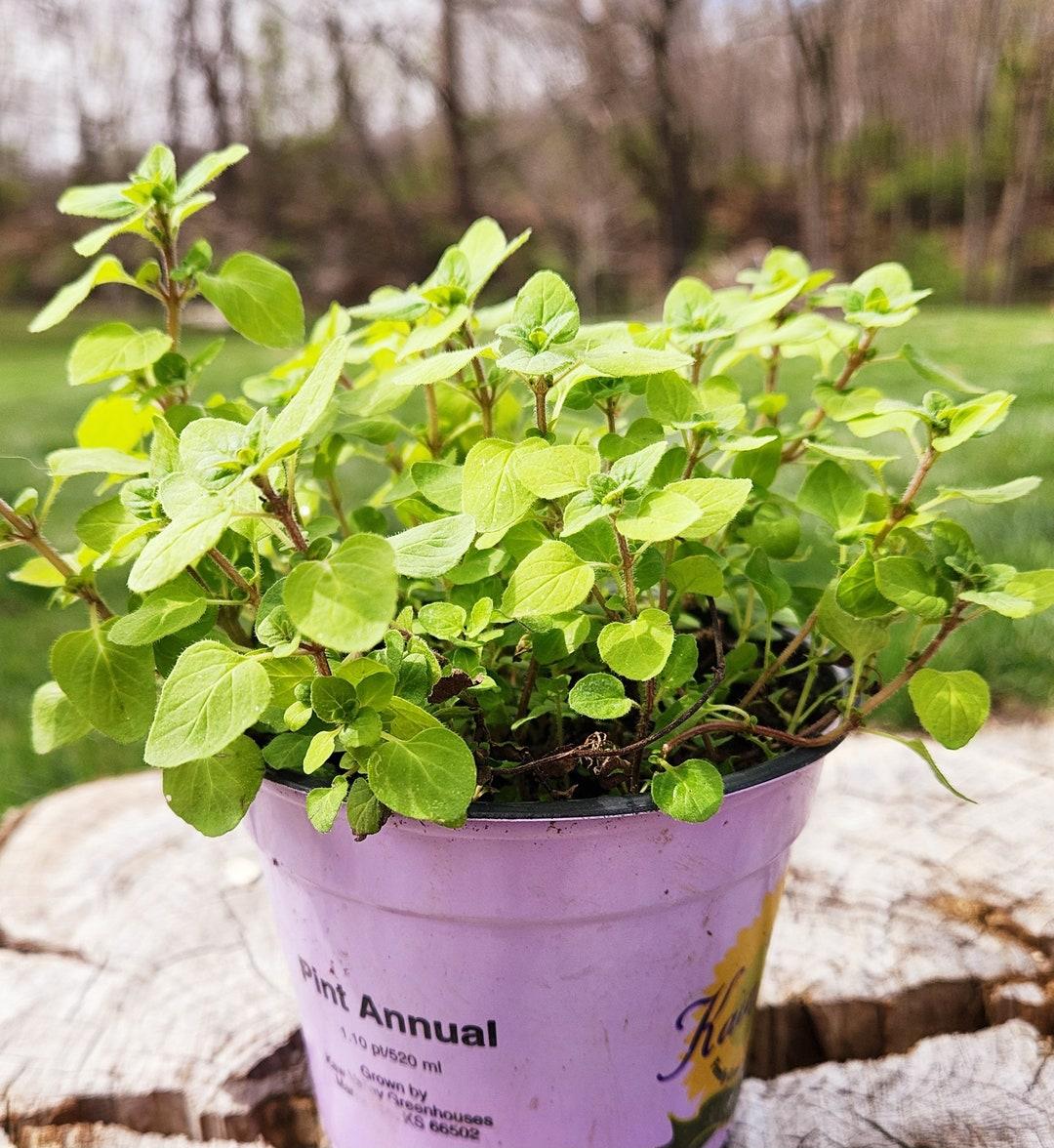 Q024 Herb Origanum Vulgare Aureum Golden Oregano - View 13 from www redcrocus com
