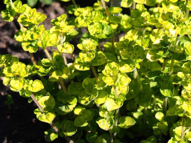 Q024 Herb Origanum Vulgare Aureum Golden Oregano - View 16 from www redcrocus com
