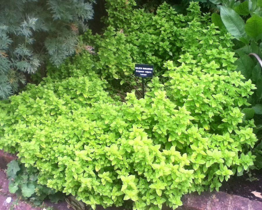Q024 Herb Origanum Vulgare Aureum Golden Oregano - View 19 from www redcrocus com
