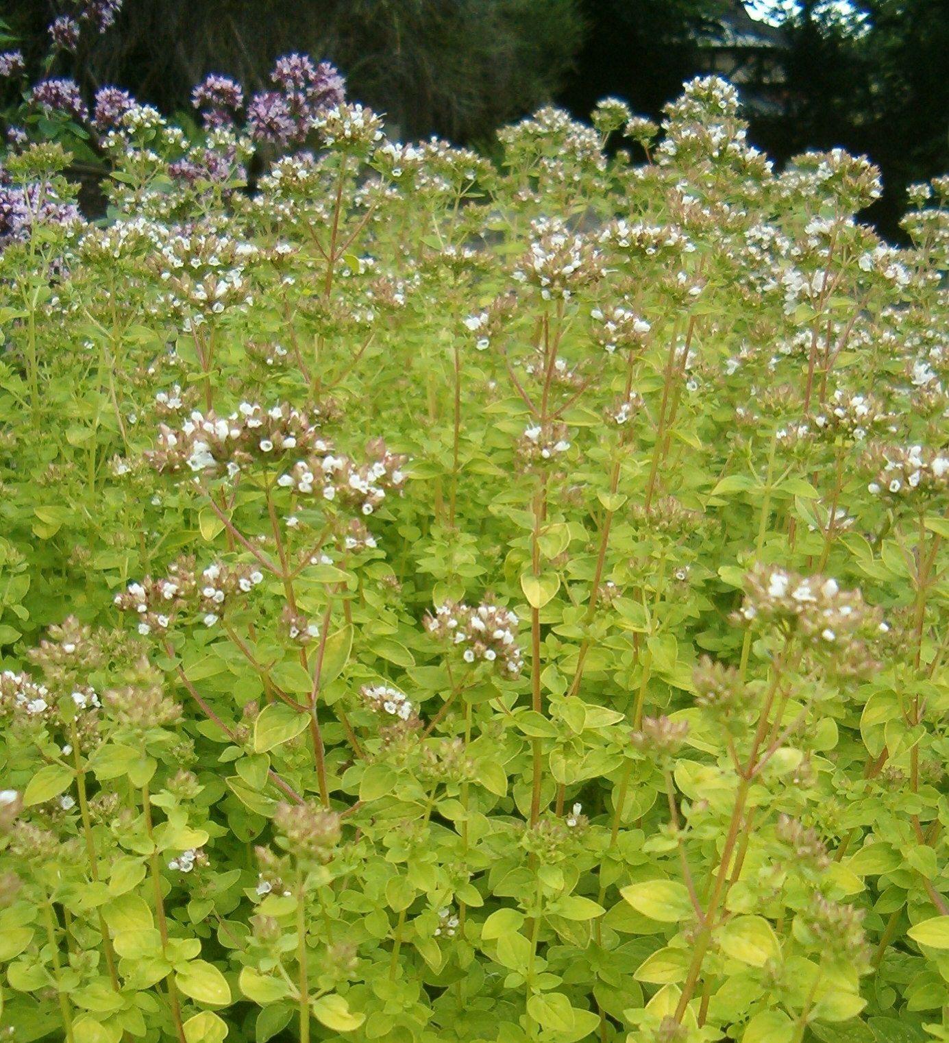 Q024 Herb Origanum Vulgare Aureum Golden Oregano - View 3 from www redcrocus com