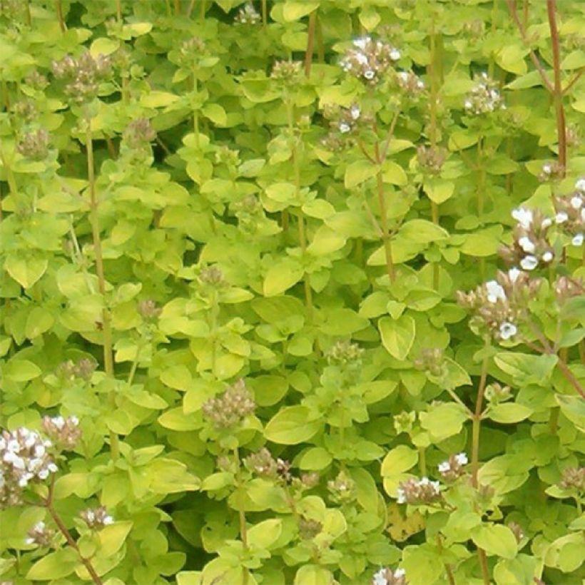 Q024 Herb Origanum Vulgare Aureum Golden Oregano - View 4 from www redcrocus com