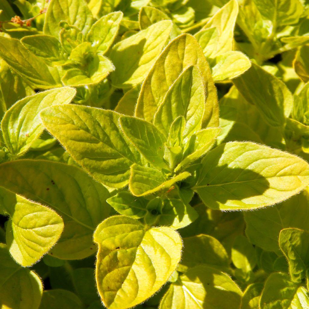 Q024 Herb Origanum Vulgare Aureum Golden Oregano - View 7 from www redcrocus com
