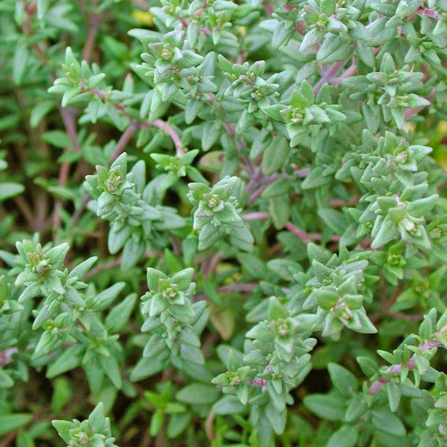 Q037 Herb Thymus Vulgaris Common English Thyme - View 5 from www redcrocus com