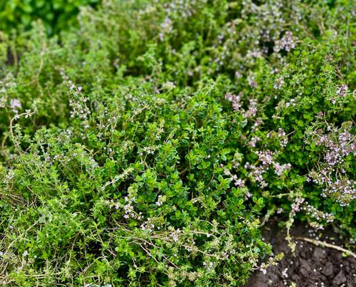 Q037 Herb Thymus Vulgaris Common English Thyme - View 6 from www redcrocus com