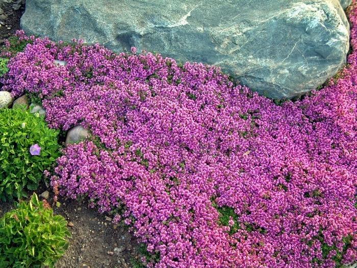 Q042 Herb Thymus Praecox Red Creeping Thyme - View 11 from www redcrocus com