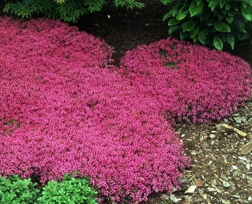 Q042 Herb Thymus Praecox Red Creeping Thyme - View 13 from www redcrocus com