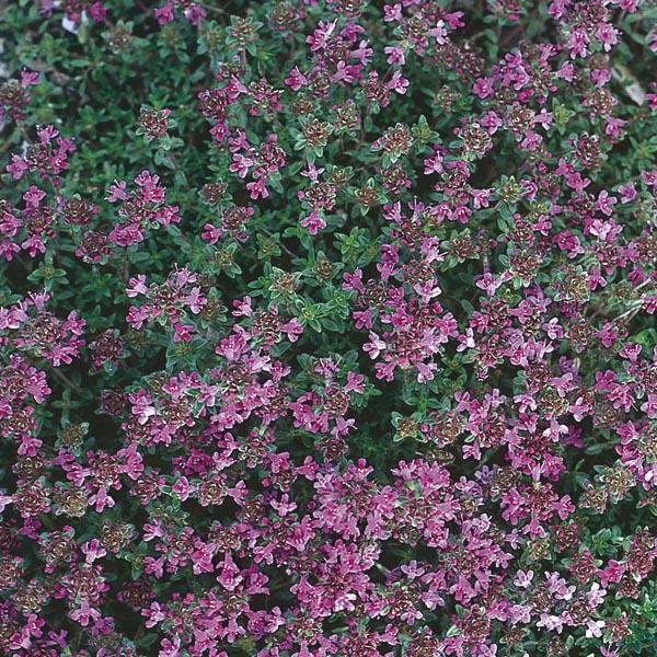 Q042 Herb Thymus Praecox Red Creeping Thyme - View 14 from www redcrocus com