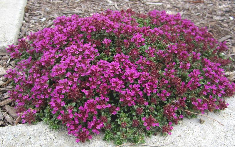 Q042 Herb Thymus Praecox Red Creeping Thyme - View 15 from www redcrocus com