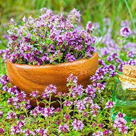 Q042 Herb Thymus Praecox Red Creeping Thyme - View 17 from www redcrocus com