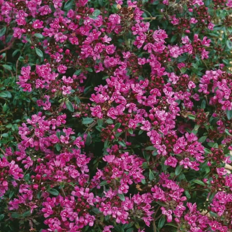 Q042 Herb Thymus Praecox Red Creeping Thyme - View 20 from www redcrocus com