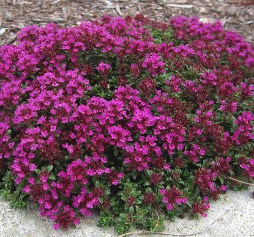 Q042 Herb Thymus Praecox Red Creeping Thyme - View 2 from www redcrocus com