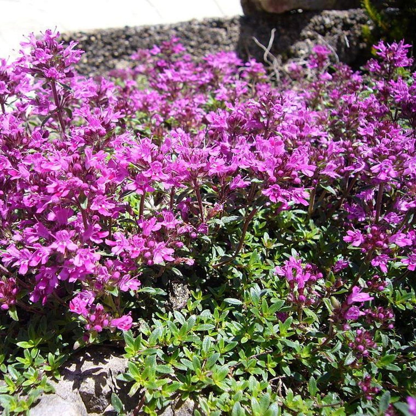 Q042 Herb Thymus Praecox Red Creeping Thyme - View 4 from www redcrocus com