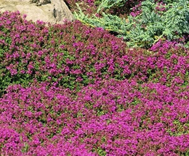 Q042 Herb Thymus Praecox Red Creeping Thyme - View 5 from www redcrocus com