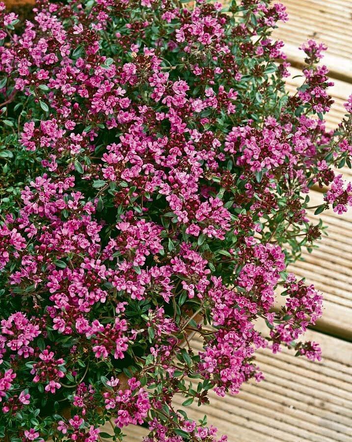 Q042 Herb Thymus Praecox Red Creeping Thyme - View 7 from www redcrocus com