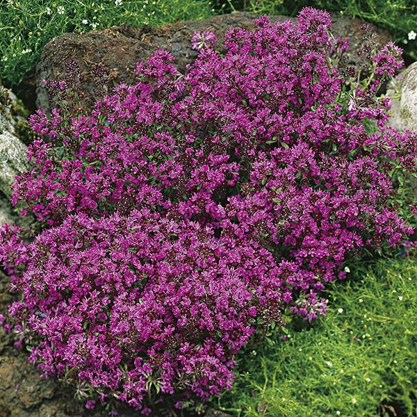 Q042 Herb Thymus Praecox Red Creeping Thyme - View 8 from www redcrocus com