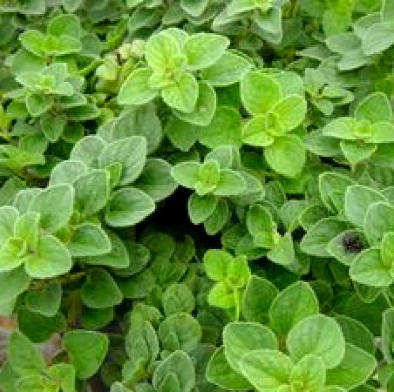 Q108 Herb Origanum Vulgare Hot And Spicy Oregano - View 4 from www redcrocus com