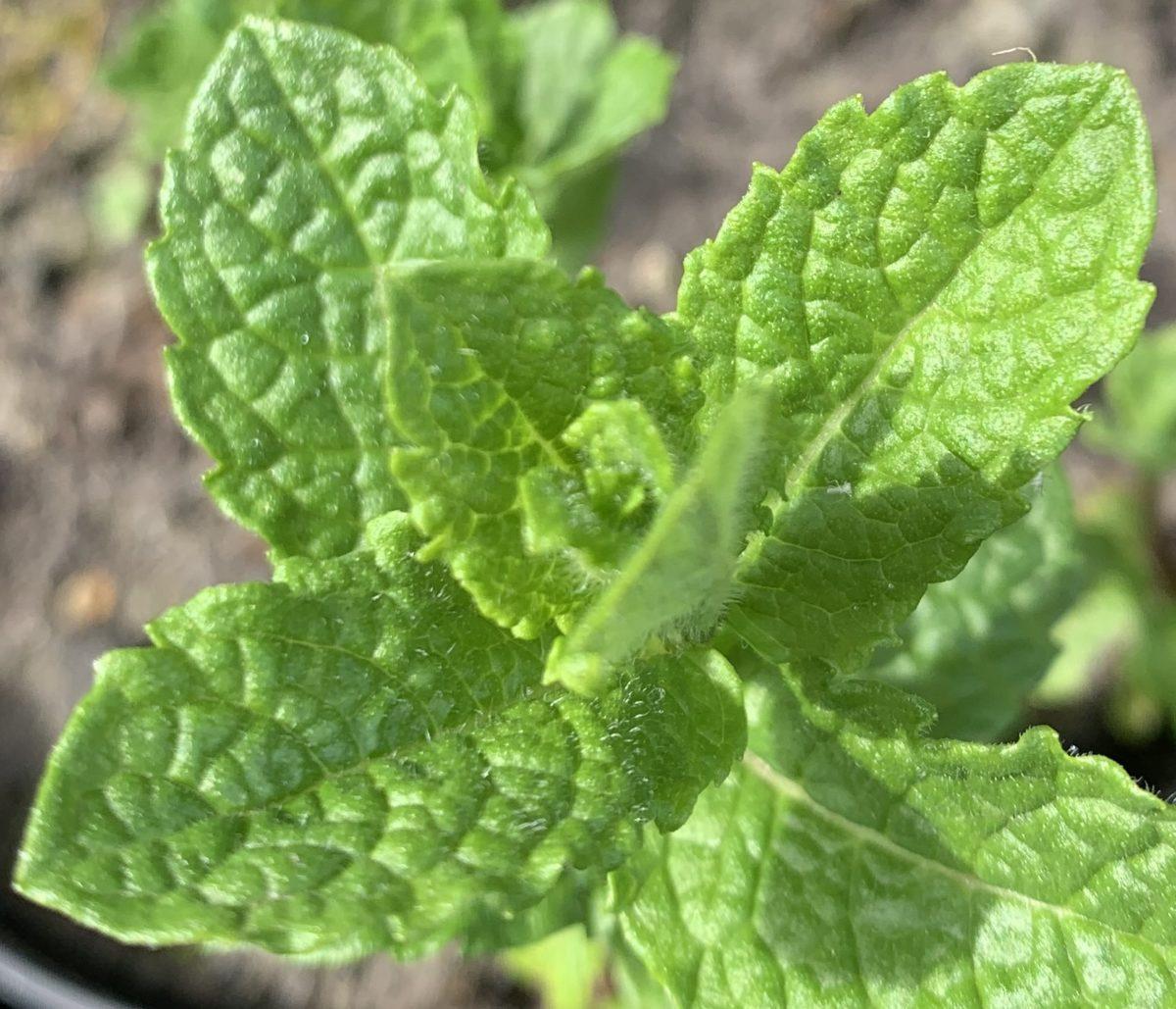 Herb Mentha Spicata Kentucky Colonel - View 13 from www redcrocus com