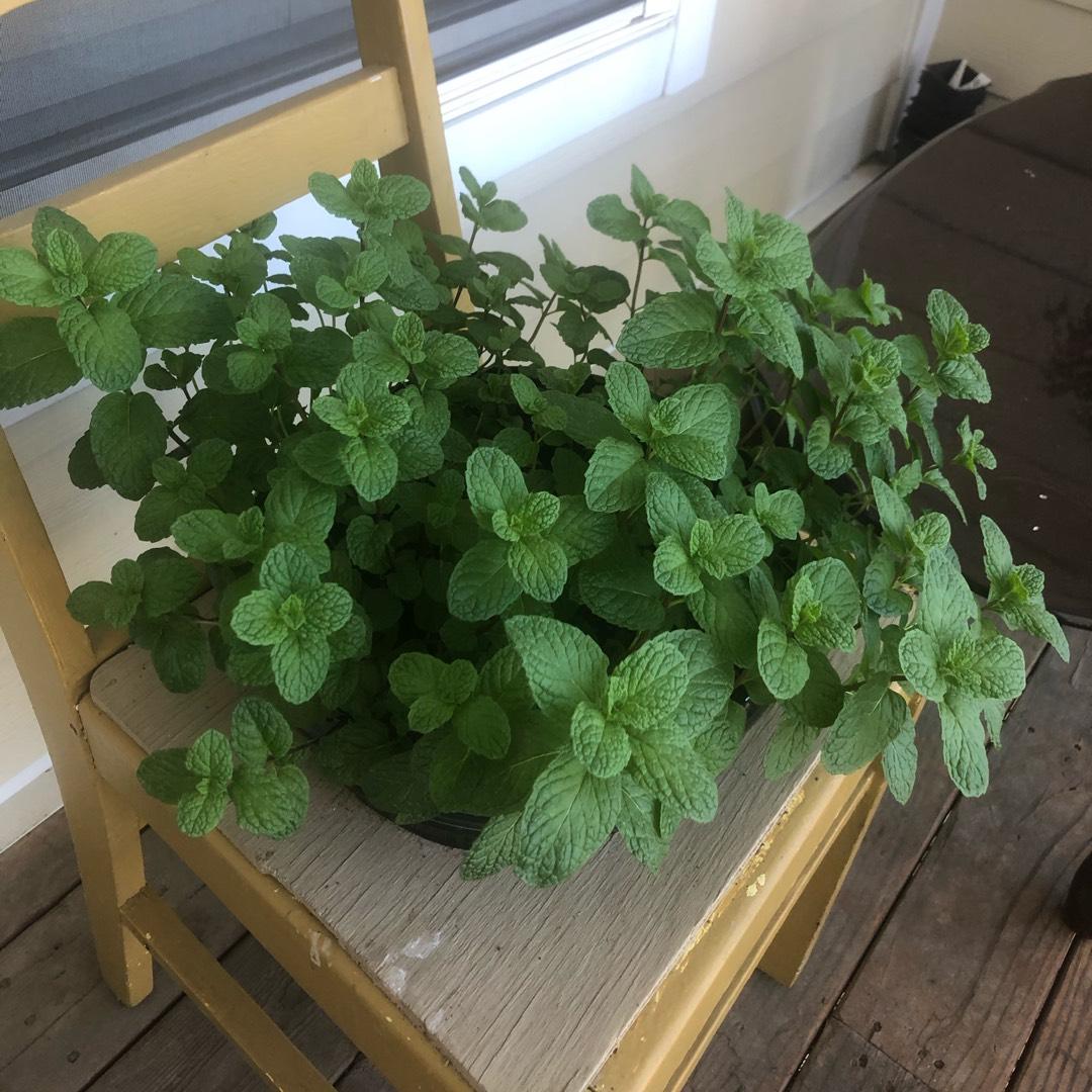 Herb Mentha Spicata Kentucky Colonel - View 16 from www redcrocus com