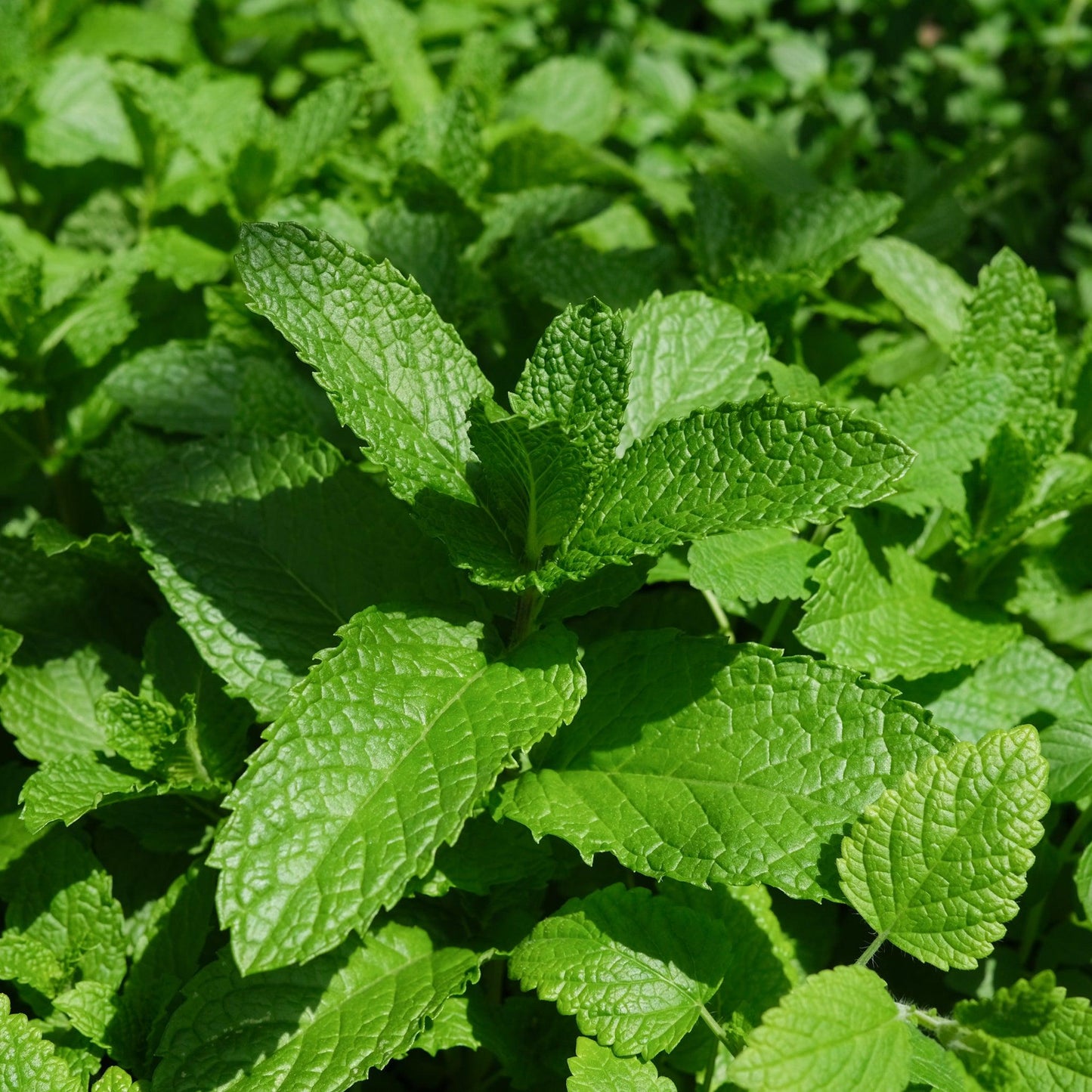 Herb Mentha Spicata Kentucky Colonel - View 4 from www redcrocus com