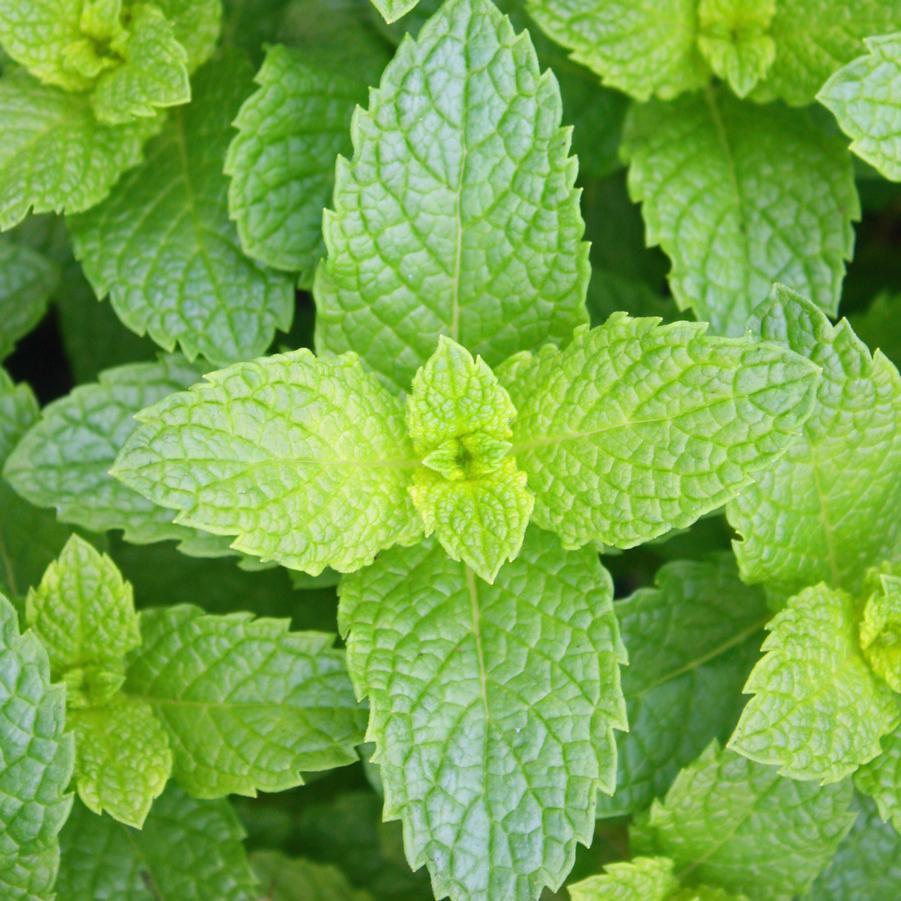 Herb Mentha Spicata Kentucky Colonel - View 5 from www redcrocus com