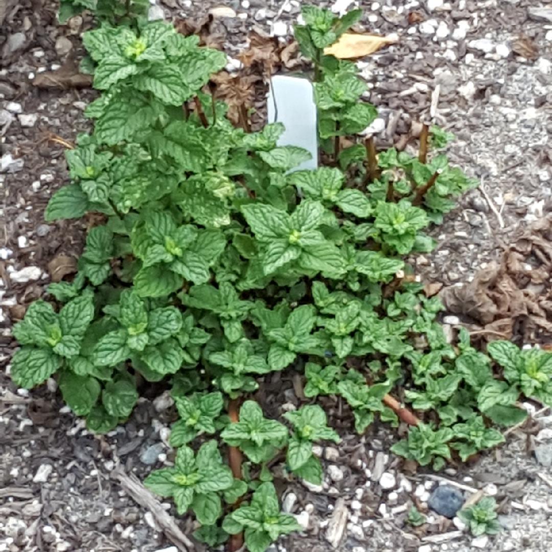 Herb Mentha Spicata Kentucky Colonel - View 7 from www redcrocus com
