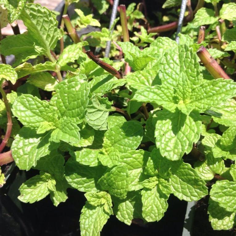 Herb Mentha Spicata Kentucky Colonel - View 9 from www redcrocus com