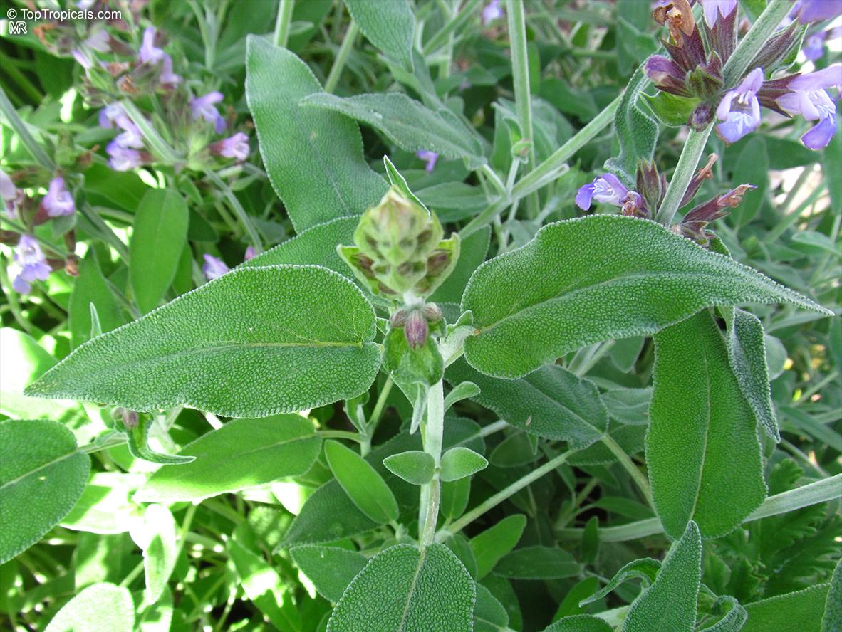 Herb Salvia Officinalis Berggarten Common Sage - View 11 from www redcrocus com
