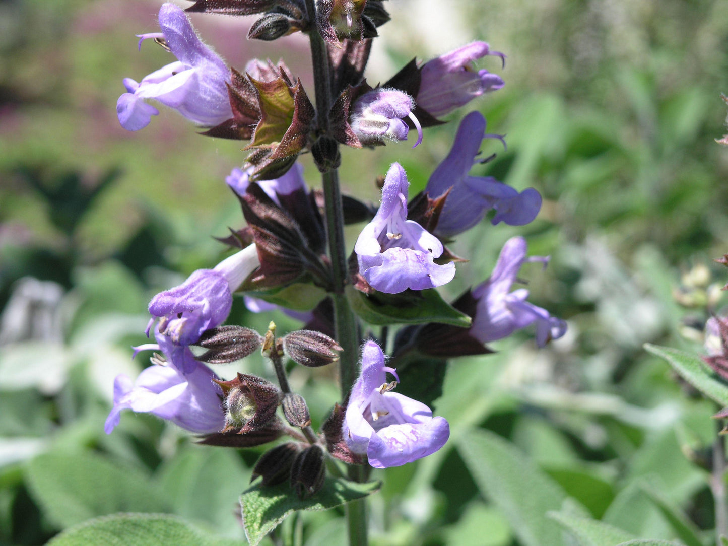 Herb Salvia Officinalis Berggarten Common Sage - View 6 from www redcrocus com