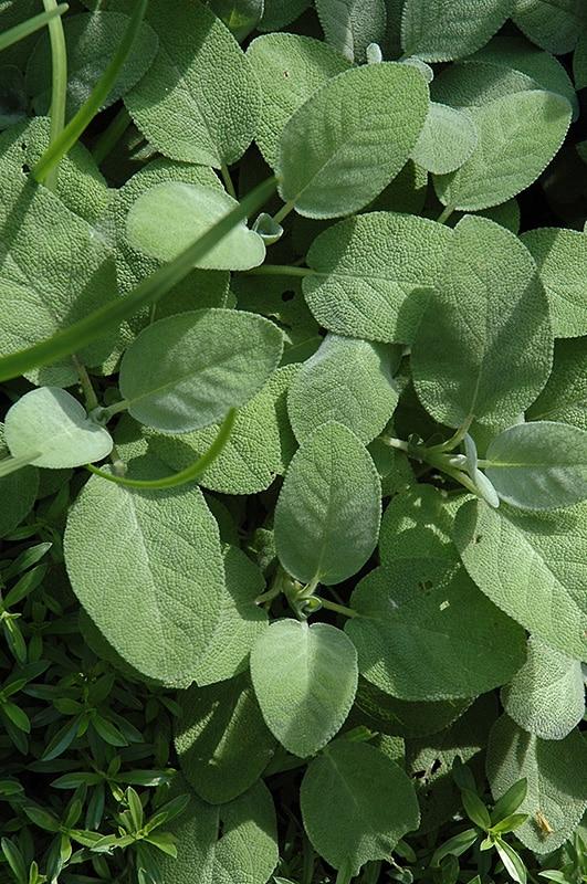 Herb Salvia Officinalis Berggarten Common Sage - View 8 from www redcrocus com