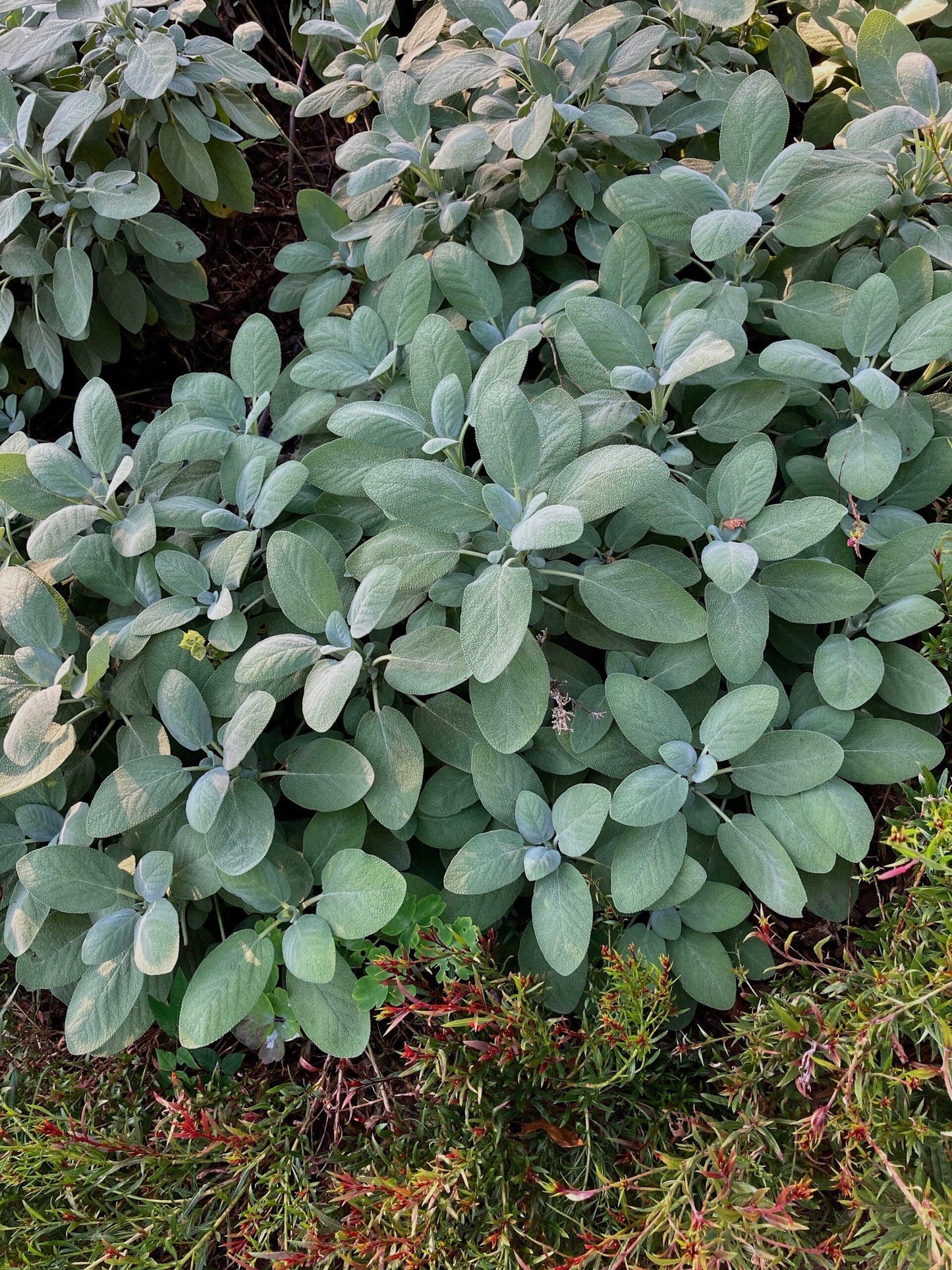 Herb Salvia Officinalis Berggarten Common Sage - View 9 from www redcrocus com