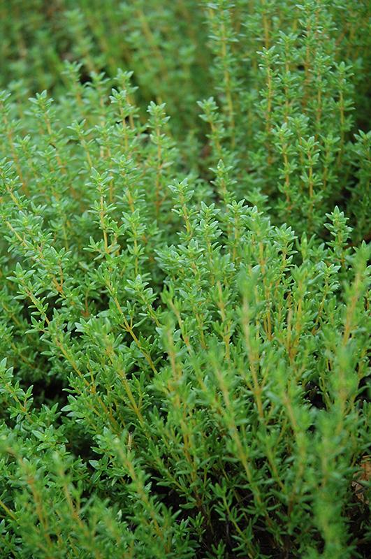 Herb Thymus Vulgaris Common English Thyme - View 15 from www redcrocus com