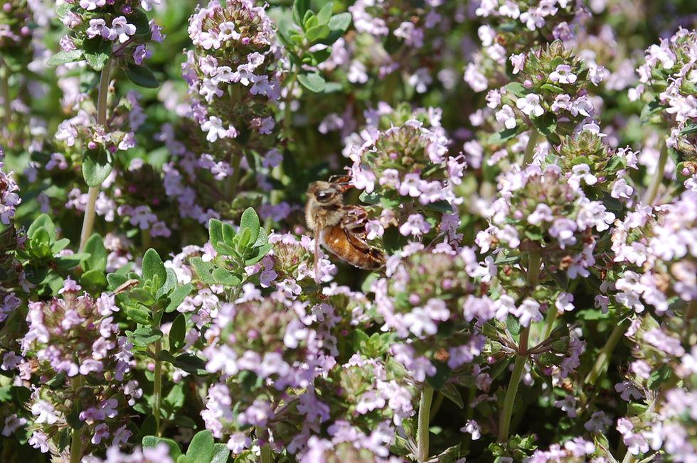 Herb Thymus Vulgaris Common English Thyme - View 16 from www redcrocus com