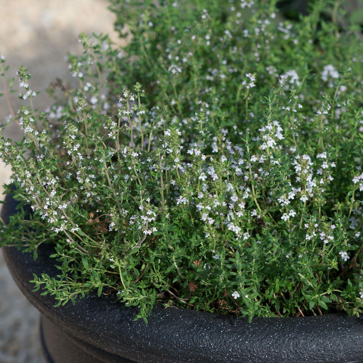 Herb Thymus Vulgaris Common English Thyme - View 17 from www redcrocus com