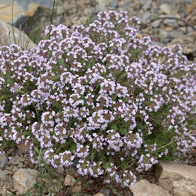 Herb Thymus Vulgaris Common English Thyme - View 2 from www redcrocus com