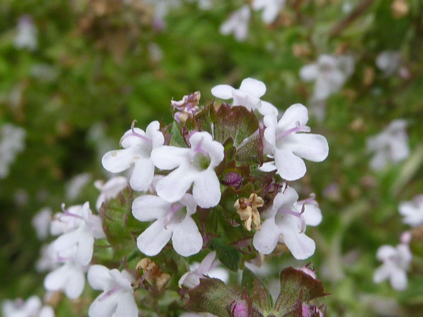 Herb Thymus Vulgaris Common English Thyme - View 7 from www redcrocus com