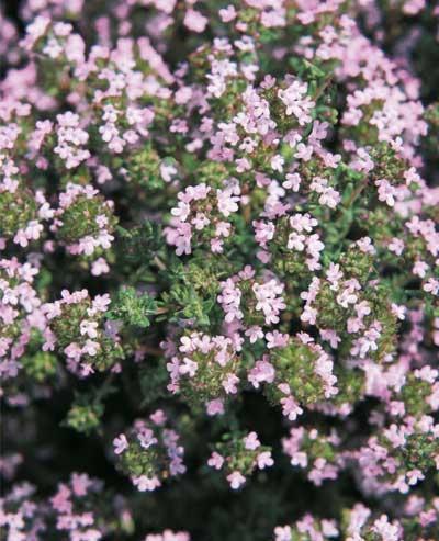 Herb Thymus Vulgaris Common English Thyme - View 8 from www redcrocus com