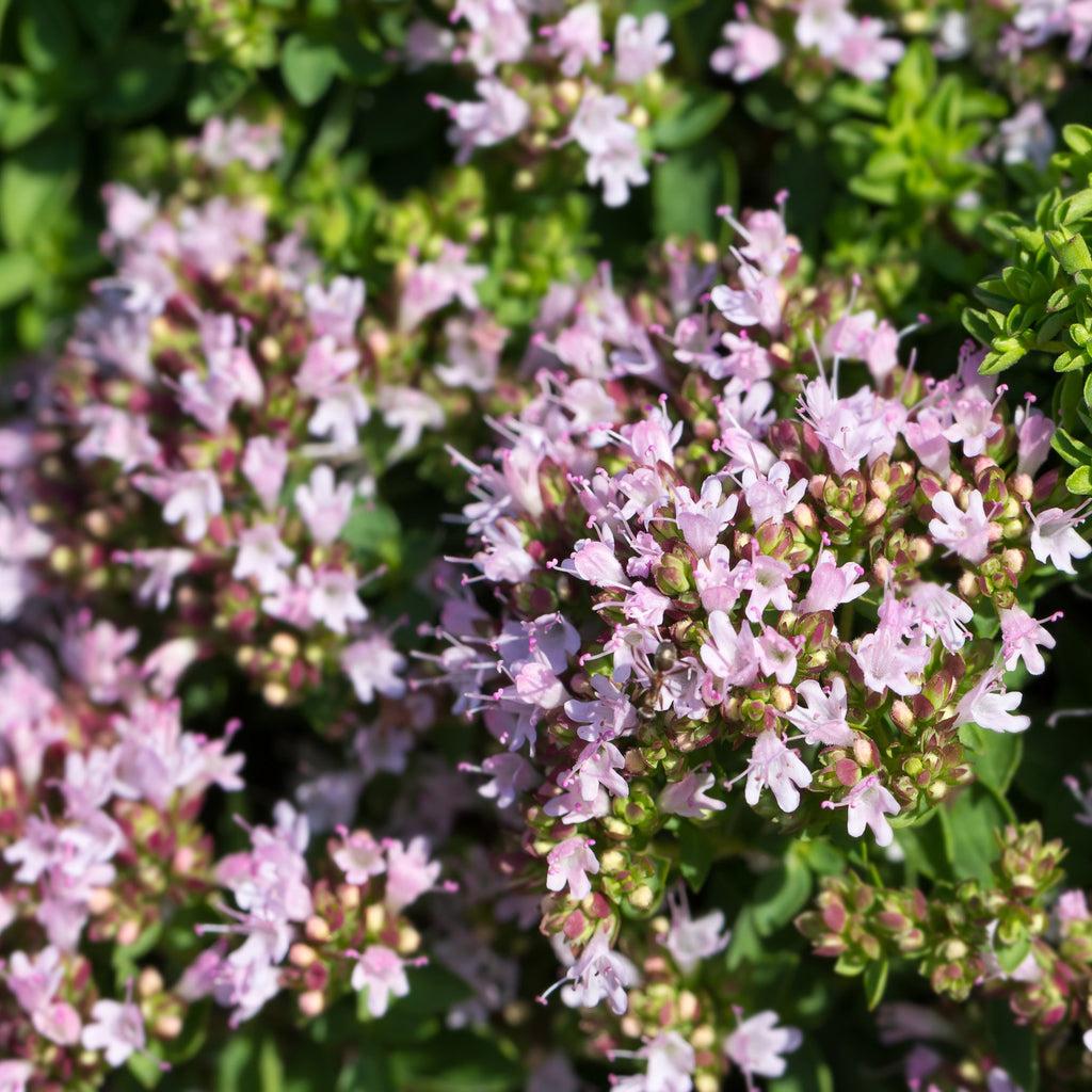 Herb Origanum Vulgare Hirtum - View 10 from www redcrocus com