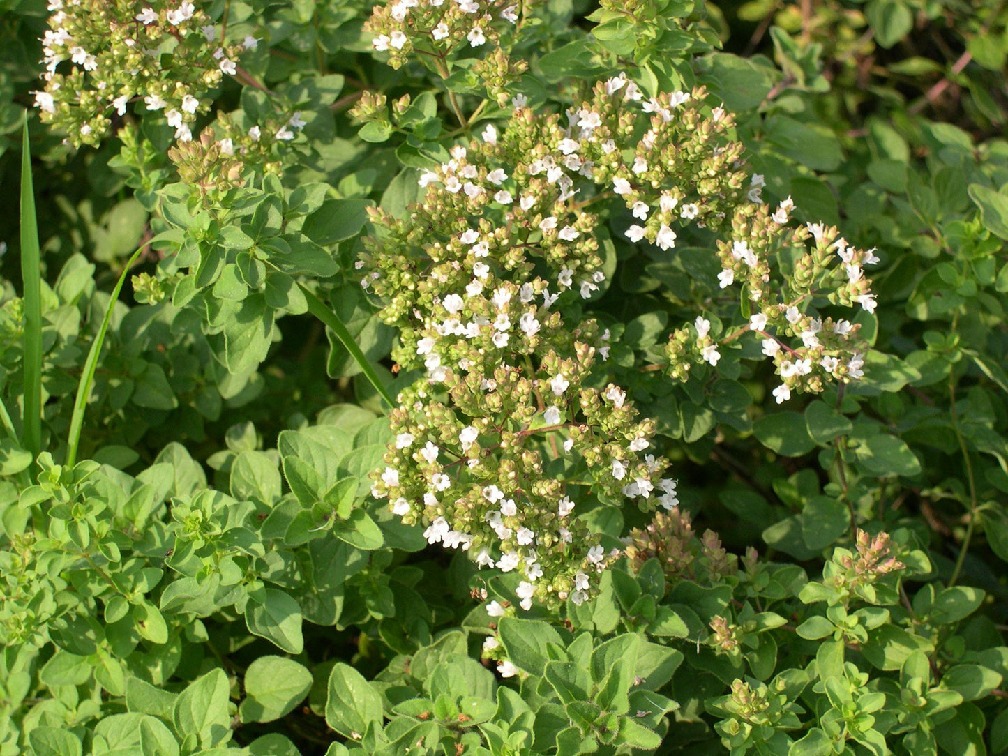 Herb Origanum Vulgare Hirtum - View 12 from www redcrocus com