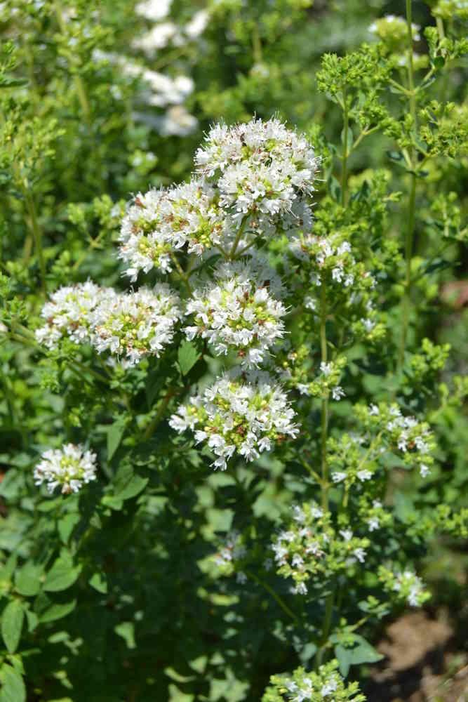 Herb Origanum Vulgare Hirtum - View 13 from www redcrocus com