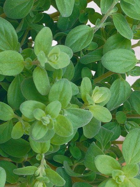 Herb Origanum Vulgare Hirtum - View 5 from www redcrocus com